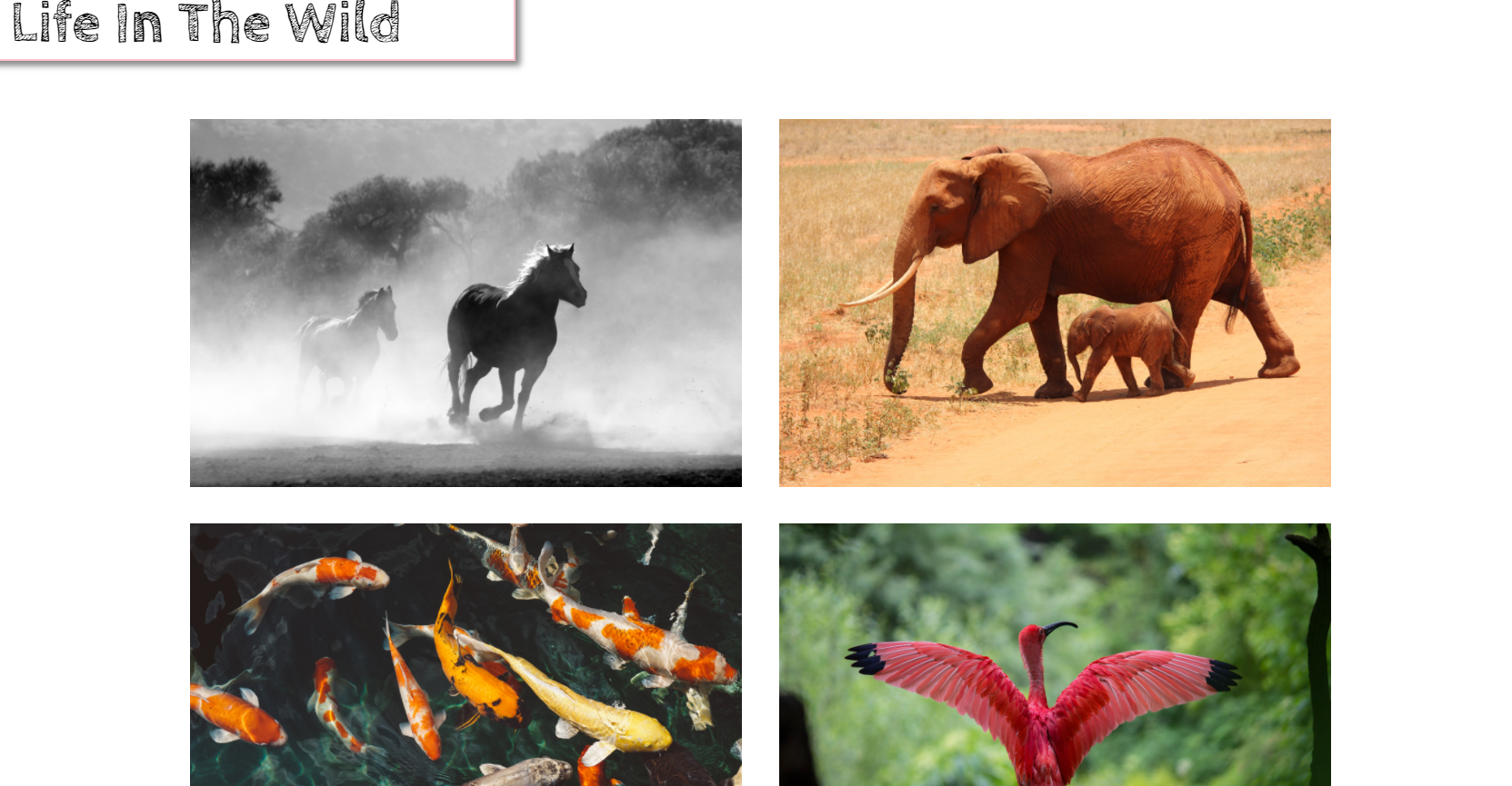 wildlife website